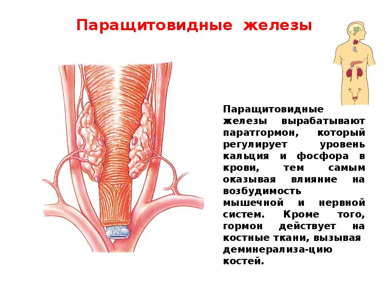 Паращитовидные железы презентация