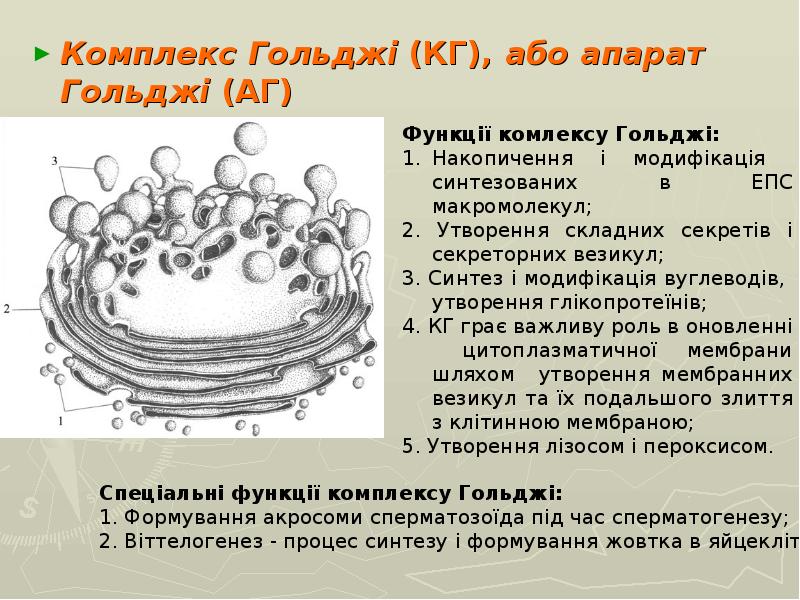 Чем образованы стенки эпс и комплекса гольджи