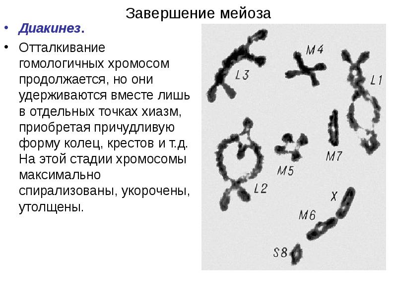 Нуклеиновая кислота входящая в состав хромосом. Диакинез. Стадии хромосом. Диакинез мейоза. Диакинез набор хромосом.