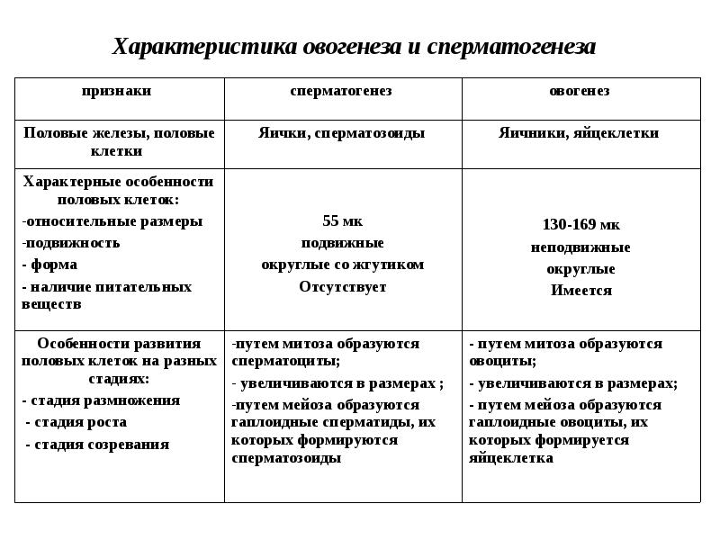 Сперматогенез, овогенез, оплодотворение