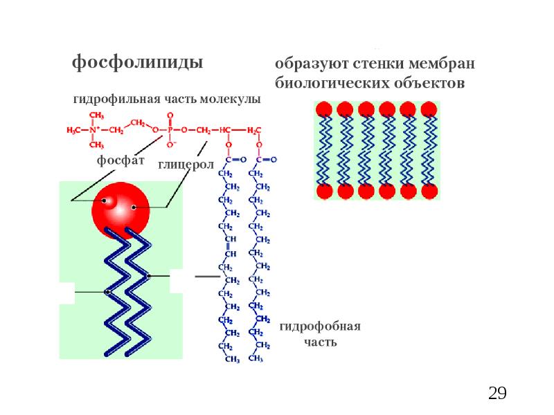 Строение фосфолипида. Фосфолипид строение схема. Гидрофильная и гидрофобная часть молекул фосфолипидов рисунок. Фосфолипиды гидрофильный и гидрофобный части. Фосфолипиды в мембране.