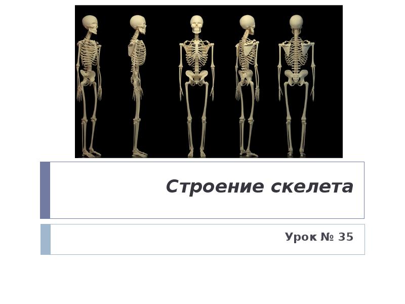 Тест по анатомии скелет. Строение скелета. урок строение скелета. строение скелета для детей. скелет человека анатомия.