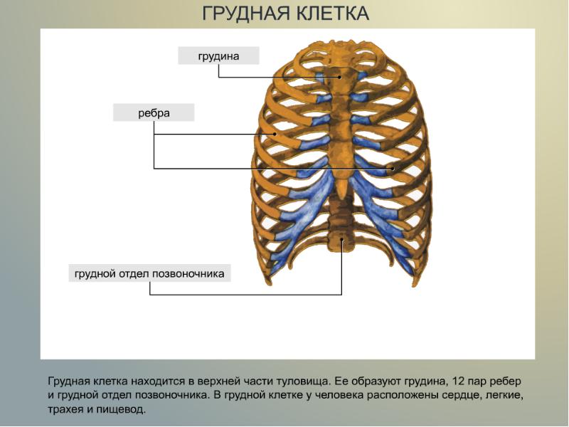 Грудная клетка человека анатомия с подписями рисунок