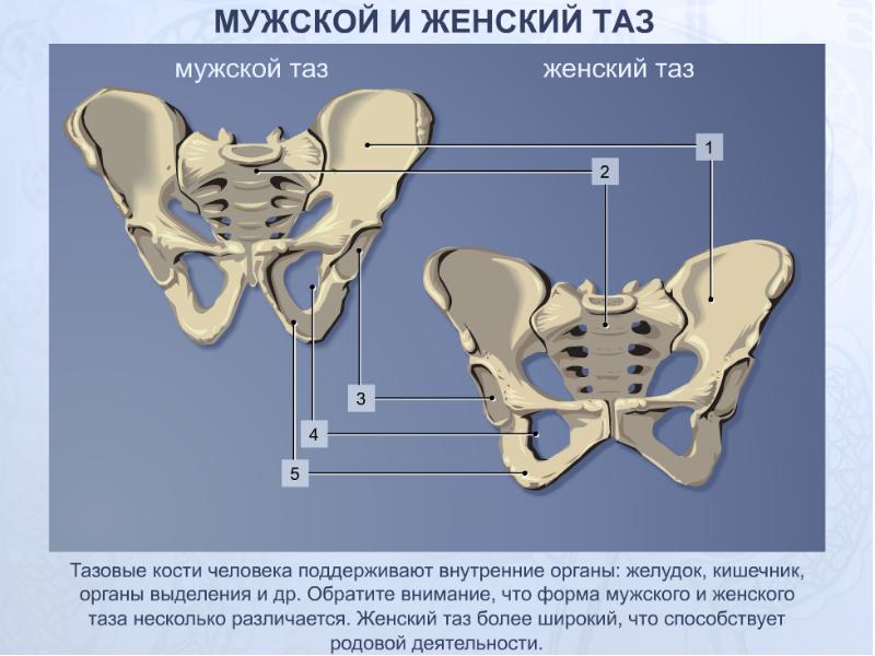 Изменения костей таза. Скелет мужского таза вид спереди. Мужской и женский таз. Отличия мужского и женского таза. Мужской таз.