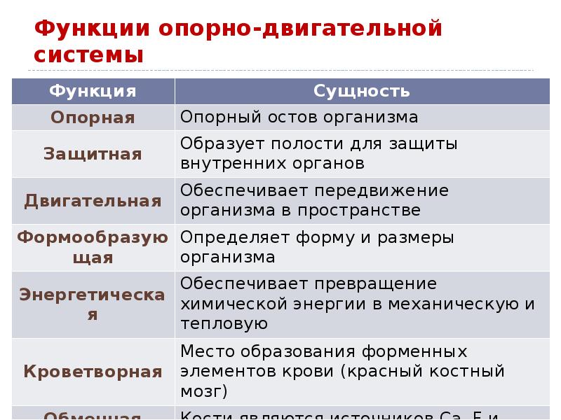 Биология опорно двигательная система 7 класс презентация