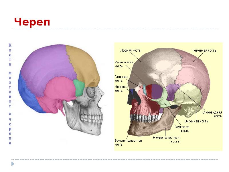 Кости черепа относятся к костям. Мозговой отдел черепа решетчатая кость. Решетчатая кость черепа анатомия человека. Кости черепа человека решетчатая кость. Воздухоносные пазухи костей черепа анатомия.
