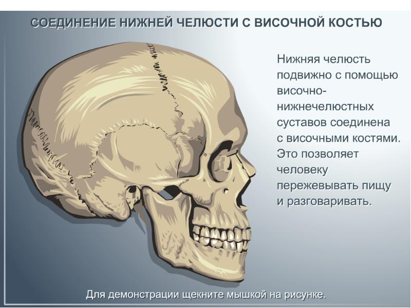Подвижное соединение в черепе. Тип соединения челюсти с костями черепа. Соединение нижнечелюстной и височных костей. Нижняя челюсть соединена с черепом. Височная и нижнечелюстная кости Тип соединения.