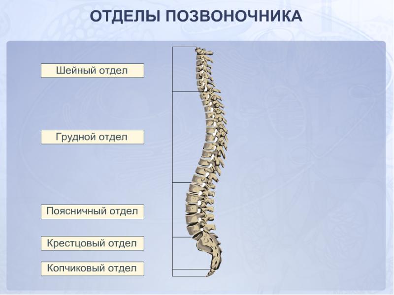 Строение скелета грудного отдела. Строение скелета спины. Скелет шейного отдела позвоночника. Отделы позвоночника для кт схема. Скелет поясничного отдела позвоночника.