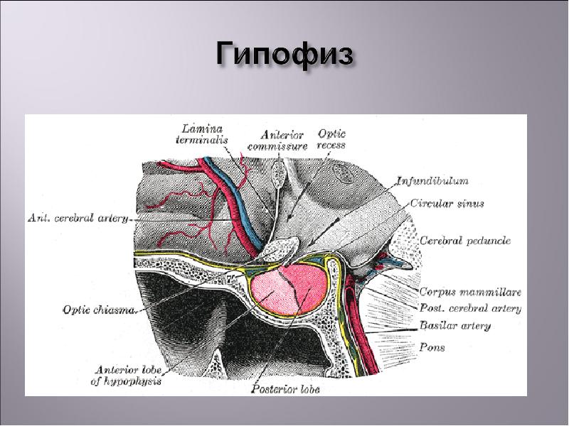 Реферат: Гіпоталамус