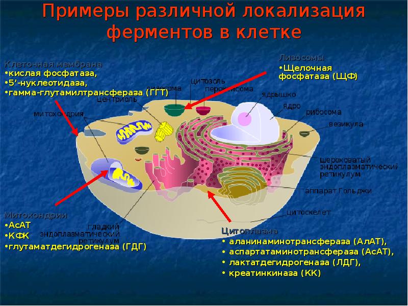 Ферментаза инструкция по применению