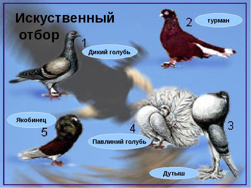 Какая форма отбора представлена на рисунке по каким признакам производился отбор голуби