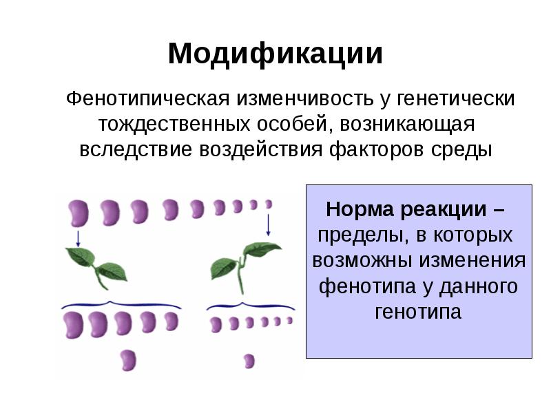 Презентация на тему изменчивость 10 класс