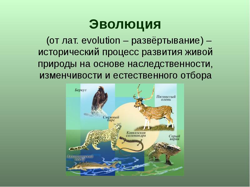 Презентация эволюционное учение 9 класс биология