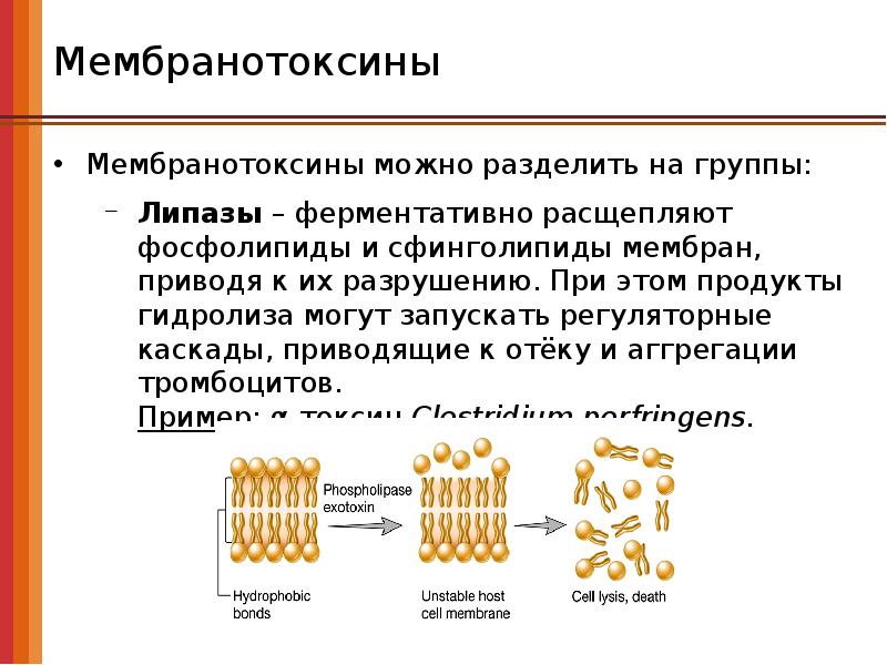 Функция липазы