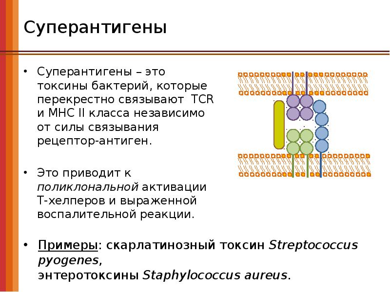 Классификация белковых токсинов бактерий