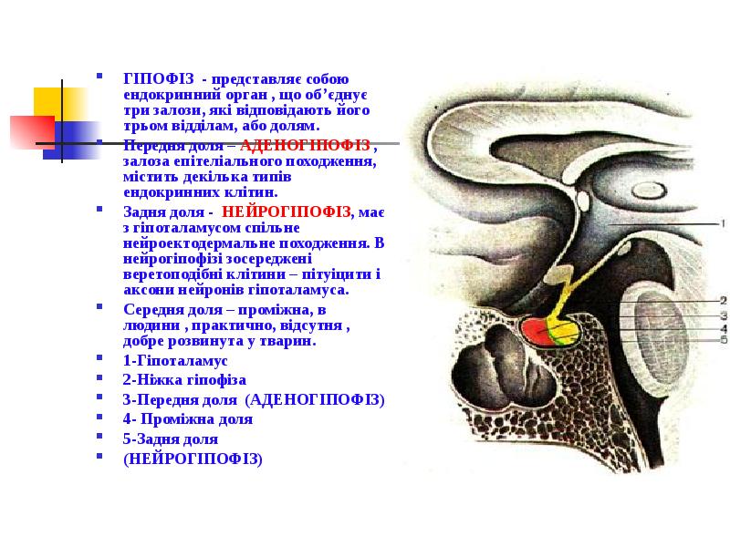ГІПОФІЗ - представляє собою ендокринний орган , що об’єднує три залози,
