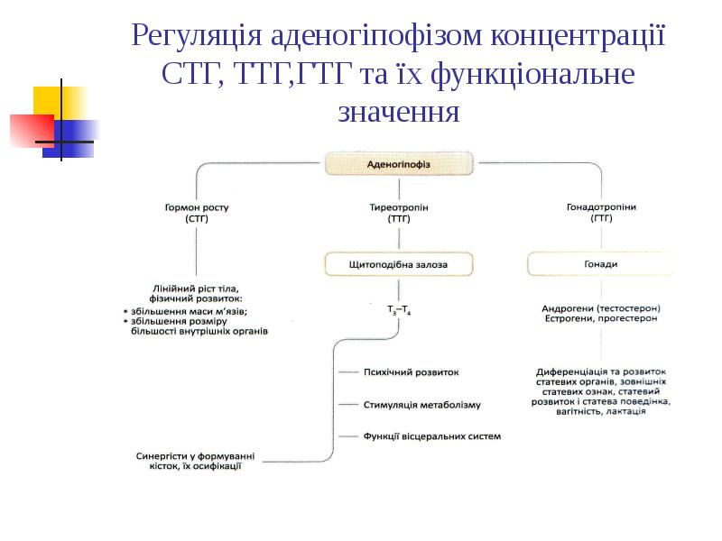 Регуляція аденогіпофізом концентрації СТГ, ТТГ,ГТГ та їх функціональне значення