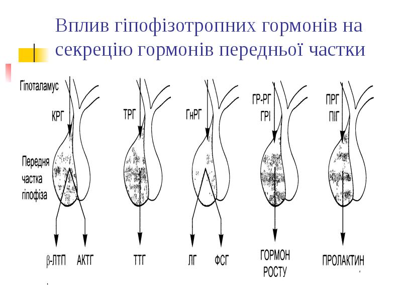 Вплив гіпофізотропних гормонів на секрецію гормонів передньої частки