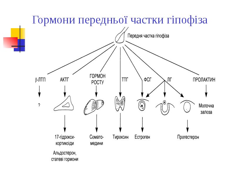 Гормони передньої частки гіпофіза