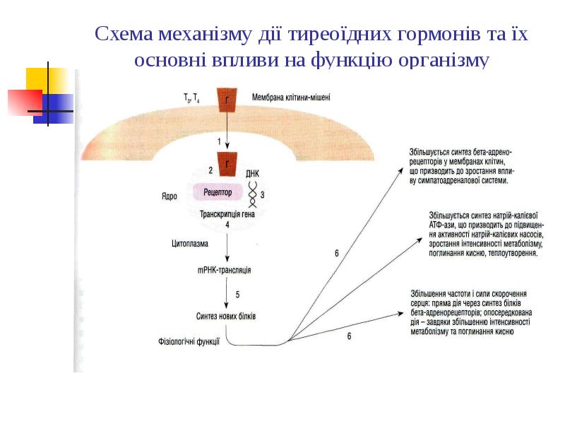 Схема механізму дії тиреоїдних гормонів та їх основні впливи на функцію