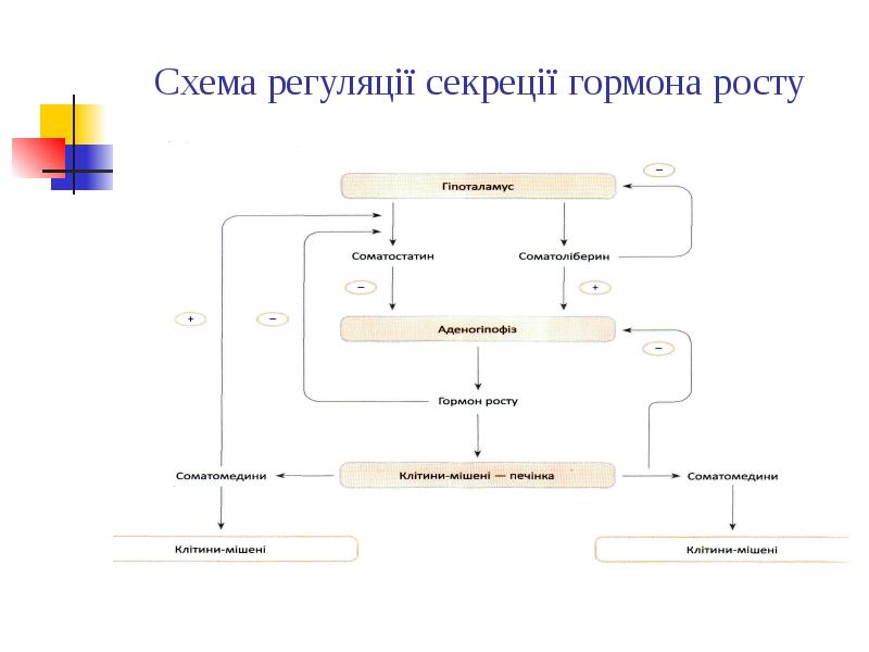 Схема регуляції секреції гормона росту