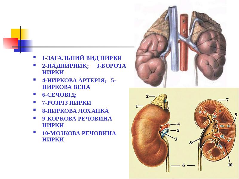 1-ЗАГАЛЬНИЙ ВИД НИРКИ  1-ЗАГАЛЬНИЙ ВИД НИРКИ  2-НАДНИРНИК;  