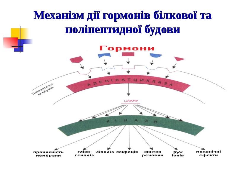 Механізм дії гормонів білкової та поліпептидної будови