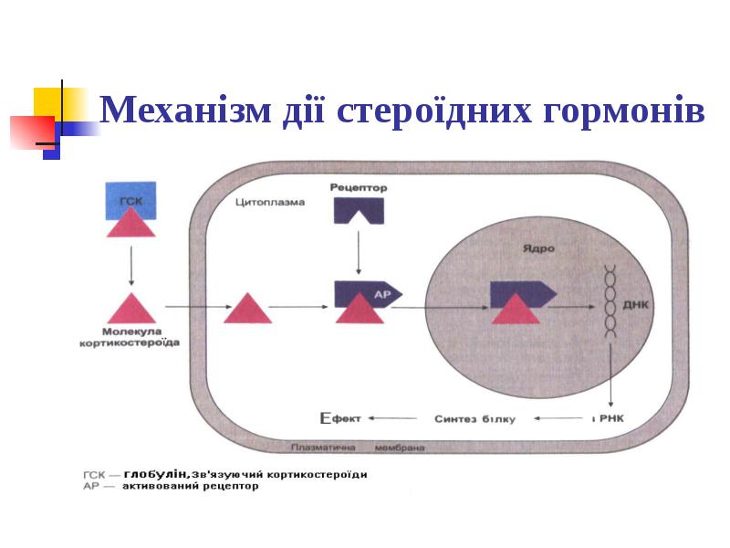 Механізм дії стероїдних гормонів