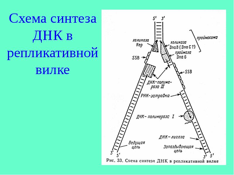 Репликативная вилка схема