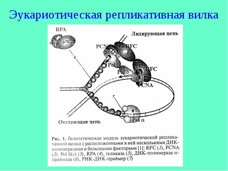 Репликативная вилка схема