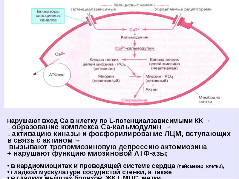 Антиангинальные средства схема