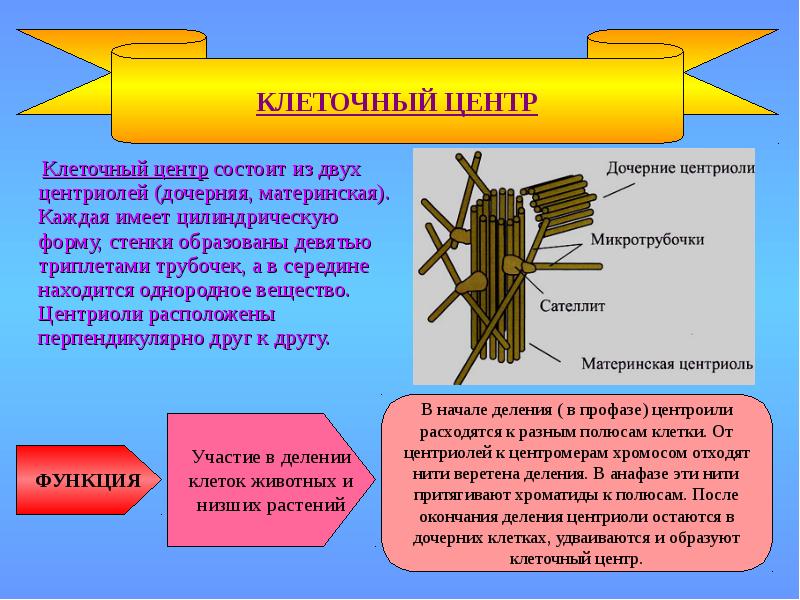 Клеточная теория проект