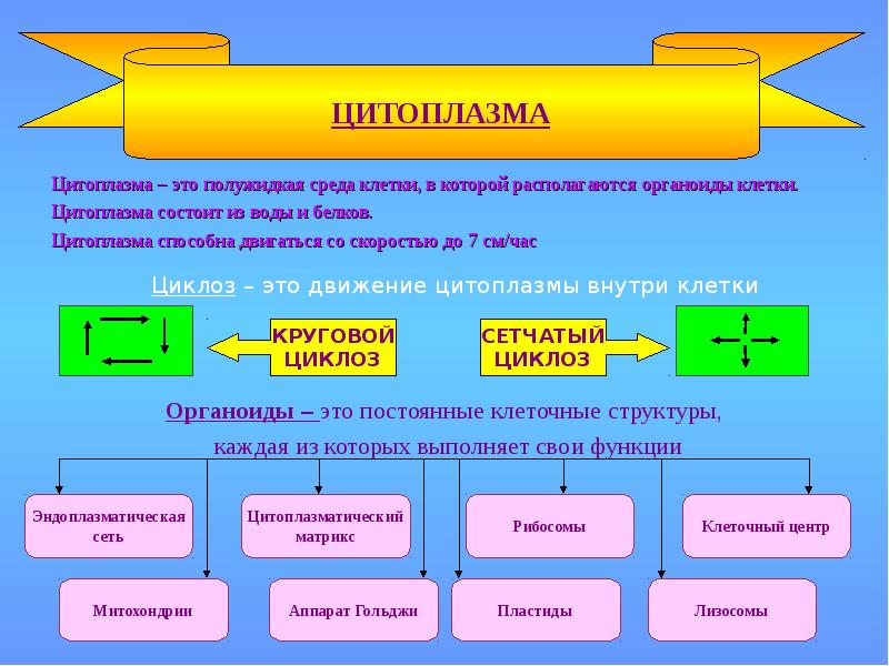 Клеточная теория проект