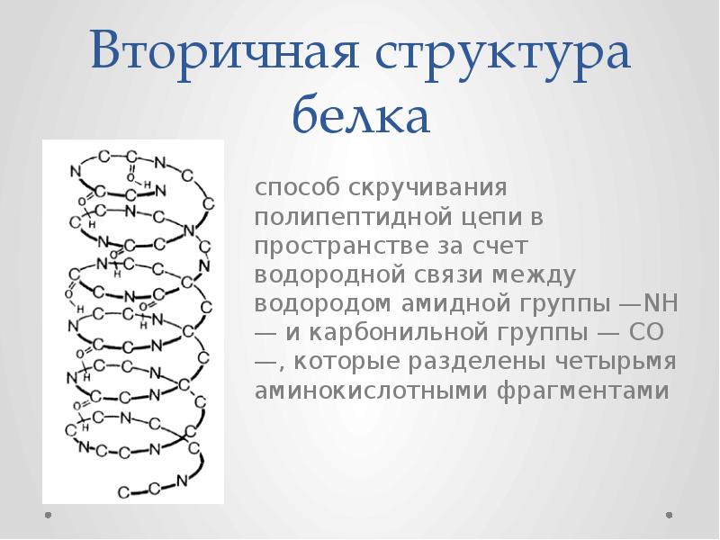 Фрагмент полипептидной цепи. Вторичная структура белка структура белка. Строение вторичной структуры белка. Вторичная структура белка связи. Состав вторичной структуры белка.