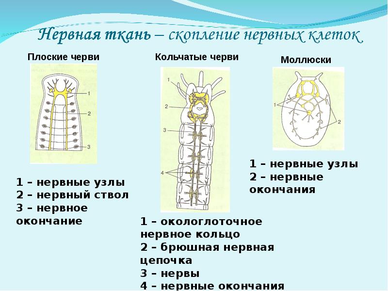 Презентация эволюция нервной системы