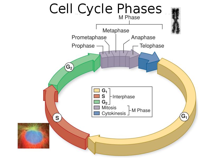 Клеточный цикл фото