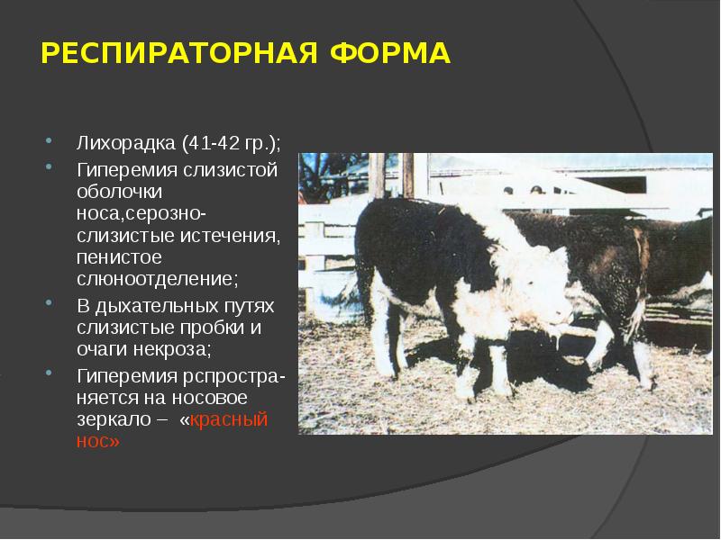 Инфекционный ринотрахеит скота