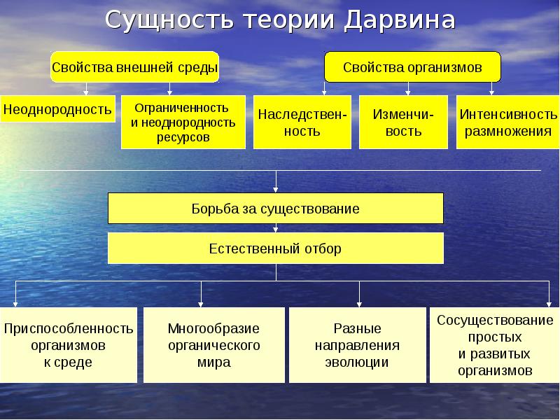 Эволюция по дарвину схема