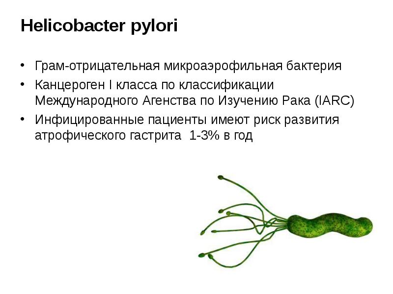Que comer con la bacteria helicobacter pylori