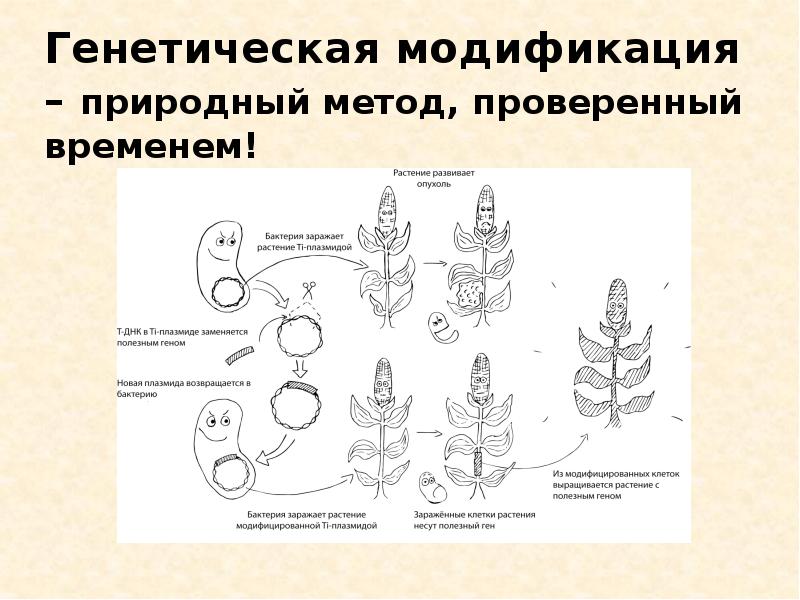 Генная модификация презентация