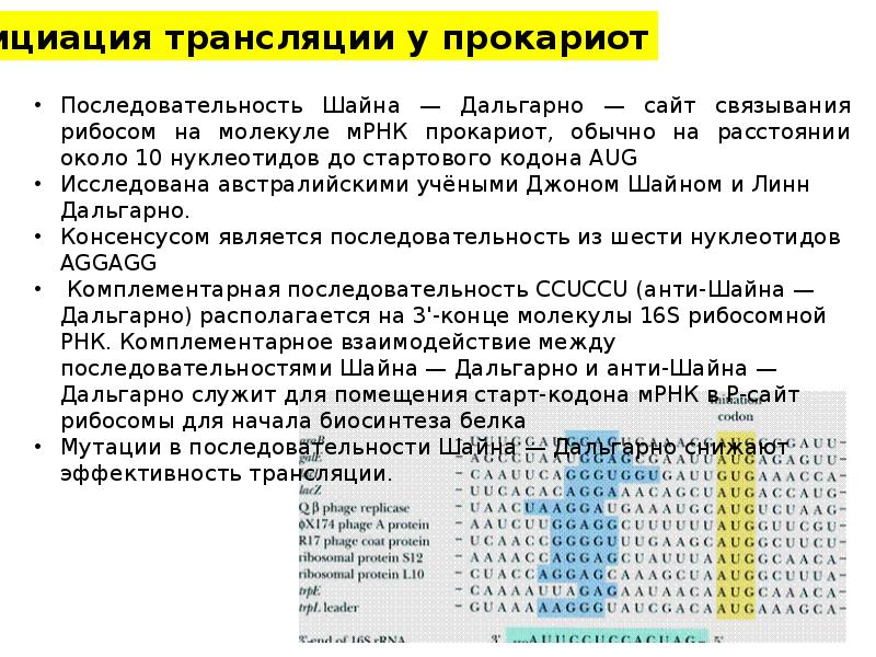 Полицистронная рнк. Последовательность Шайна-Дальгарно. Последовательность Шайна Дальгарно на м-РНК комплементарна. Полицистронная МРНК. Последовательность Шайна Дальгарно у прокариот.