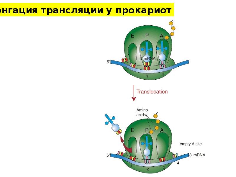 Биология трансляция схема