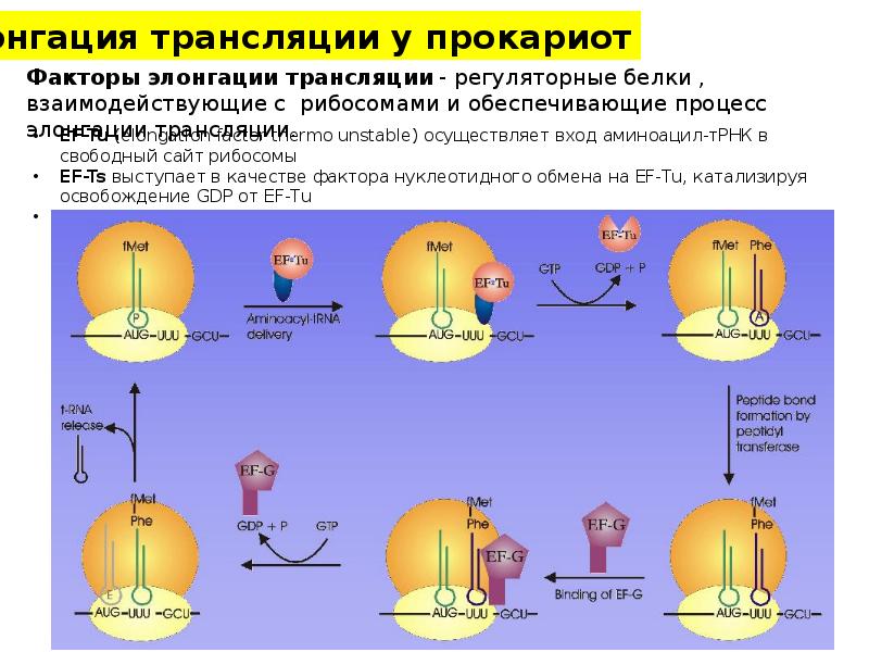 Что такое трансляция в биологии