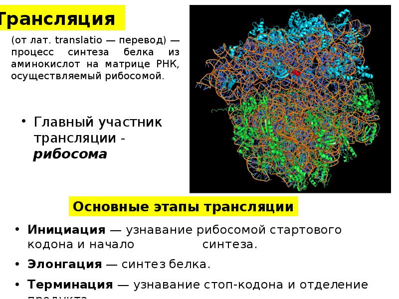 Что такое трансляция в биологии. Трансляция молекулярная биология. Лекции по молекулярной биологии. ДНК лекции по молекулярной биологии. Структурно-функциональная единица трансляции в биологии.