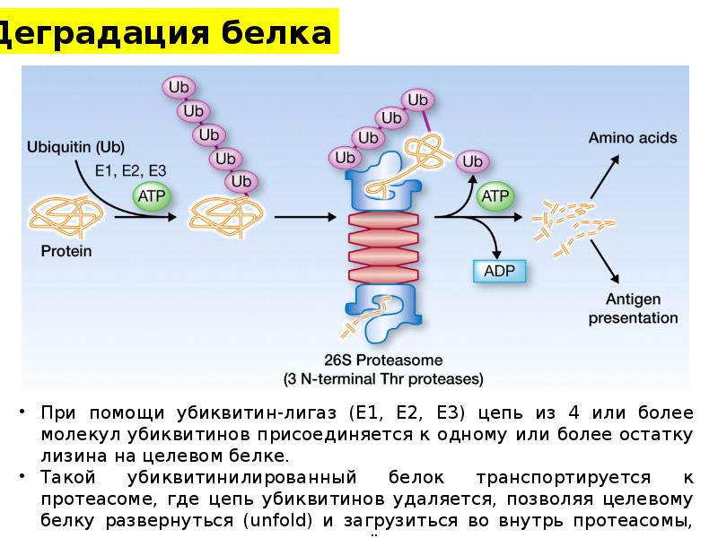 Трансляция биосинтез белка кратко. Трансляция процесс синтеза белка. Синтез белка это транскрипция репликация. Синтез белка транскрипция и трансляция. Схема синтеза белка в клетке.