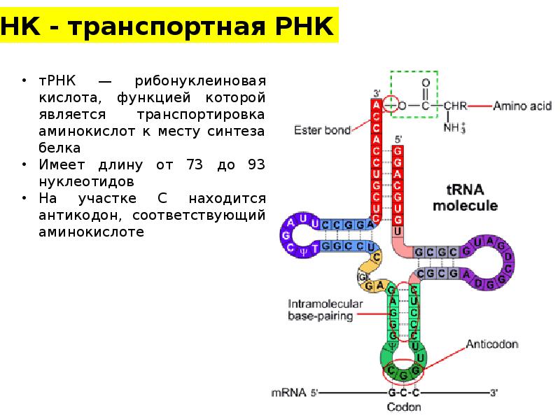 Где находится рнк. Имеет форму глобулы РНК. ТРНК форма глобулы. Транспортные РНК трансляция. Вторичная структура ТРНК.
