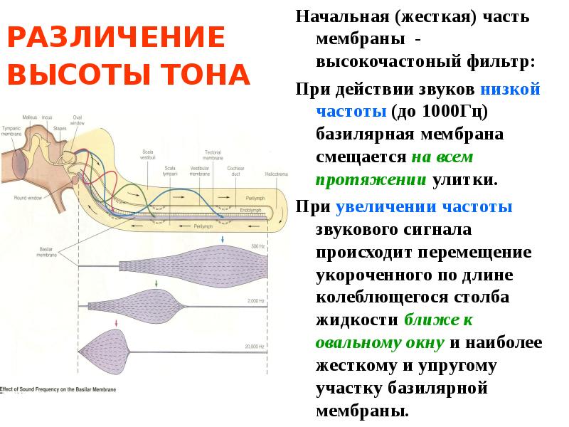 Слуховая и вестибулярная сенсорная система презентация