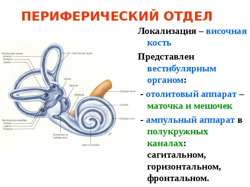 Слуховая и вестибулярная сенсорная система презентация