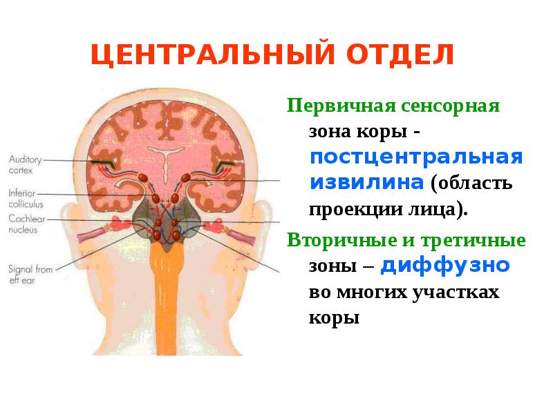 Слуховая и вестибулярная сенсорная система презентация