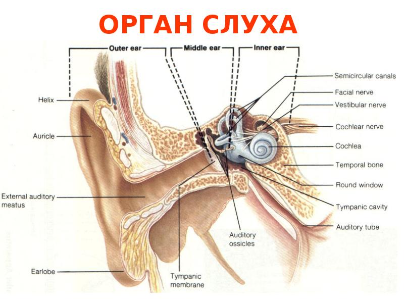 Орган слуха и вестибулярный аппарат рисунок